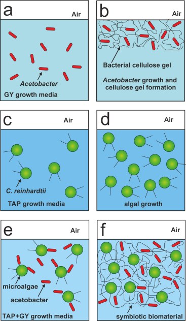 Artificial leaf-Living soft matter scheme