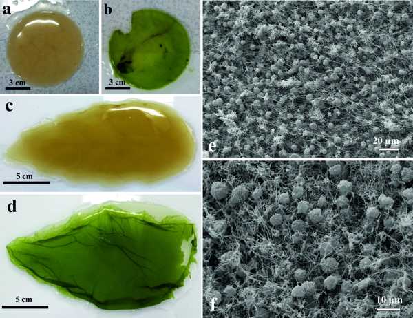 Artificial leaf-living soft matter