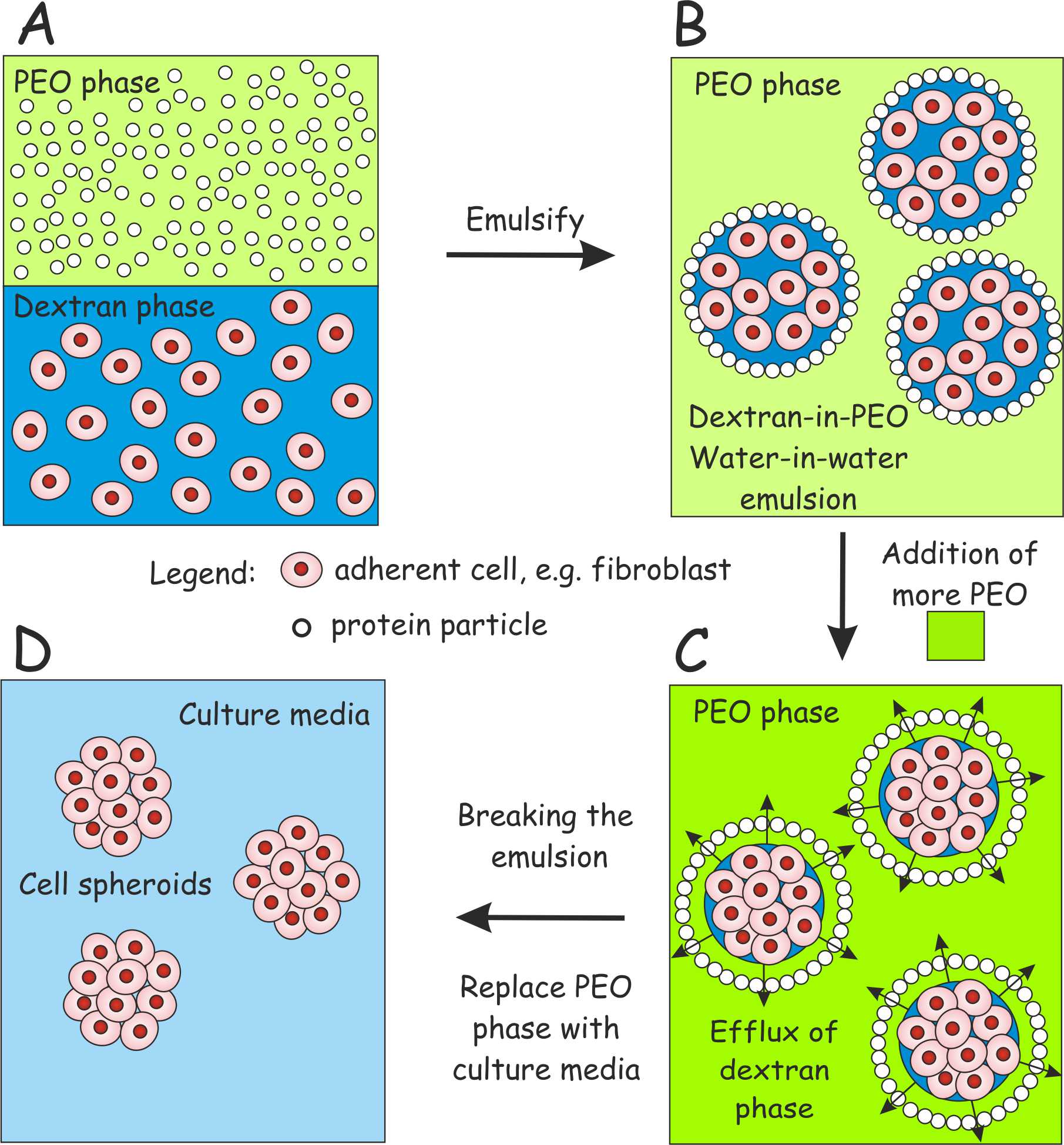 Cell spheroids scheme