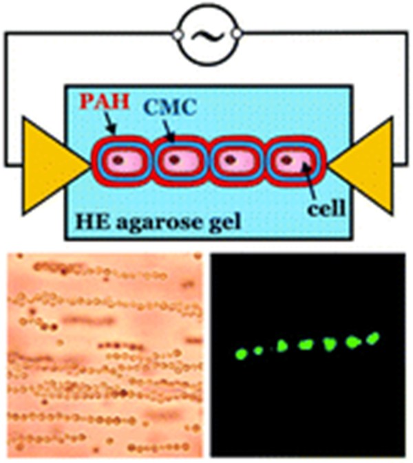 cell strings by DEP assembly