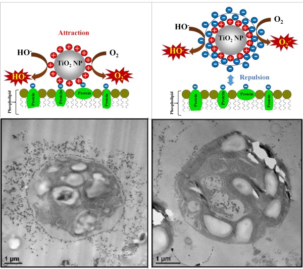 coated TiO2 nanotoxicity
