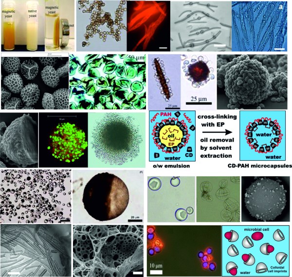 composite graph paunov