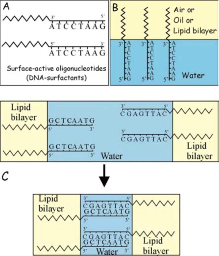 DNA surfactant liposome