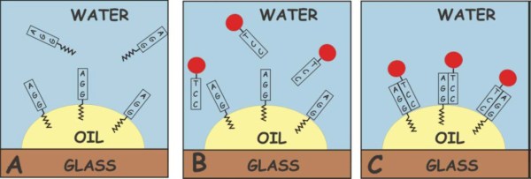 DNA surfactant on oil-water