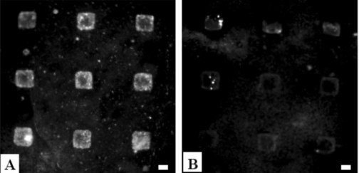 DNA surfactant print out