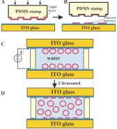 giant liposomes by mcp