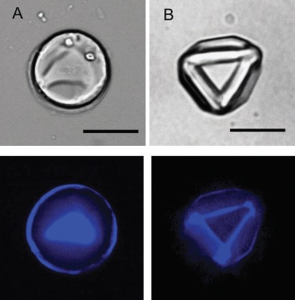 magnetic micro-donut particles
