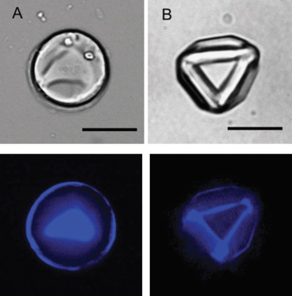 magnetic micro-donut particles