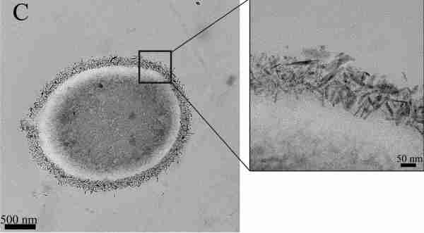 magnetite coated yeast