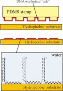 mcp of DNA surfactants