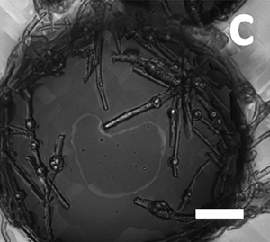 microrods with inclusions - foam bubble