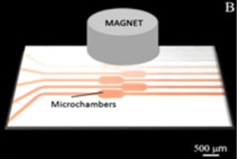 Microscreening with cells 1