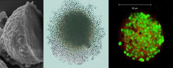 Shellac-cell capsules