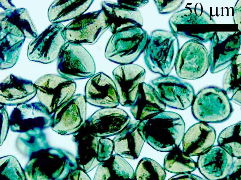 sporopollenin loaded with organic complex