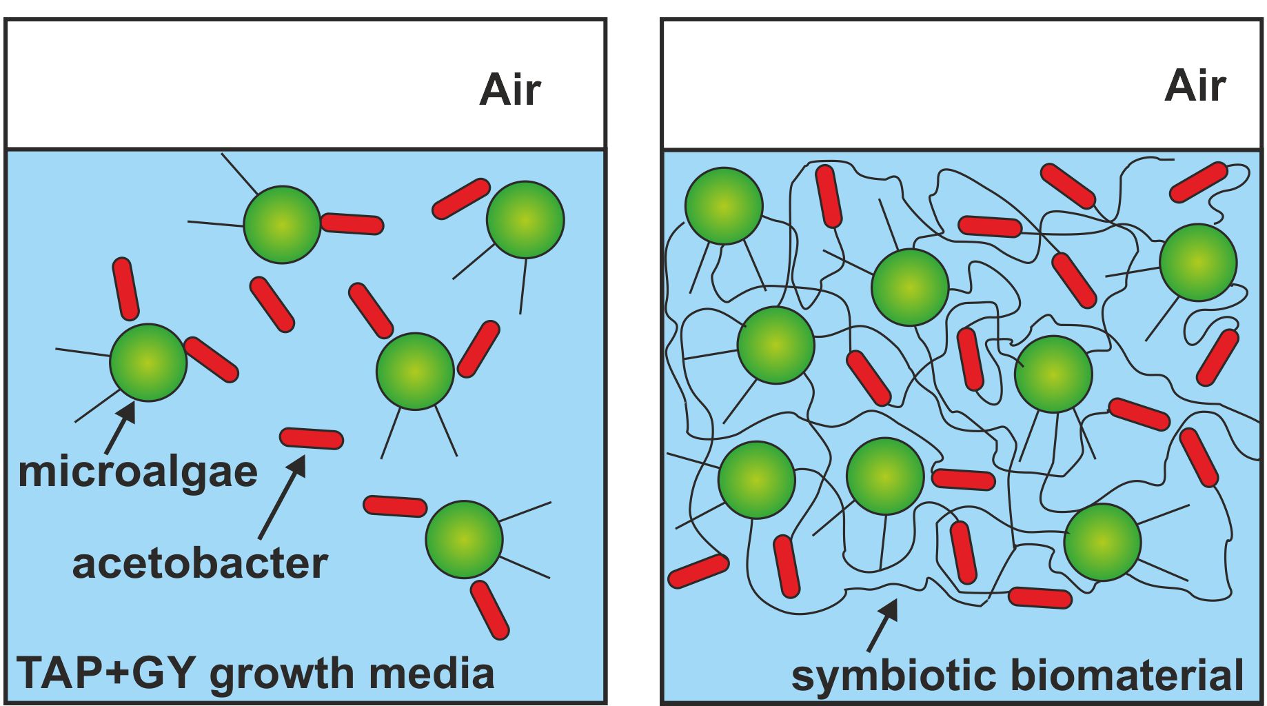 symbiotic living material