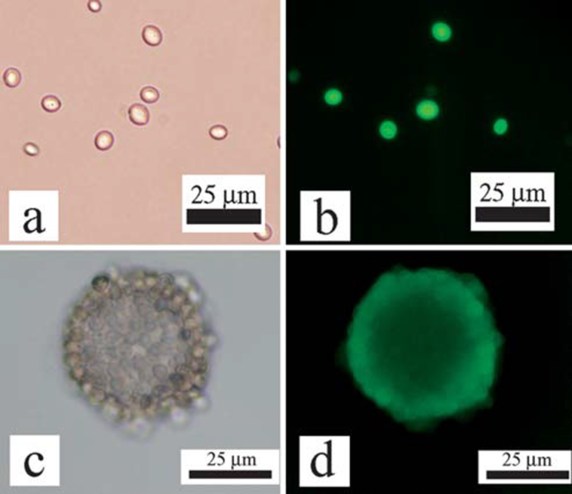 yeast cellosomes FDA assay