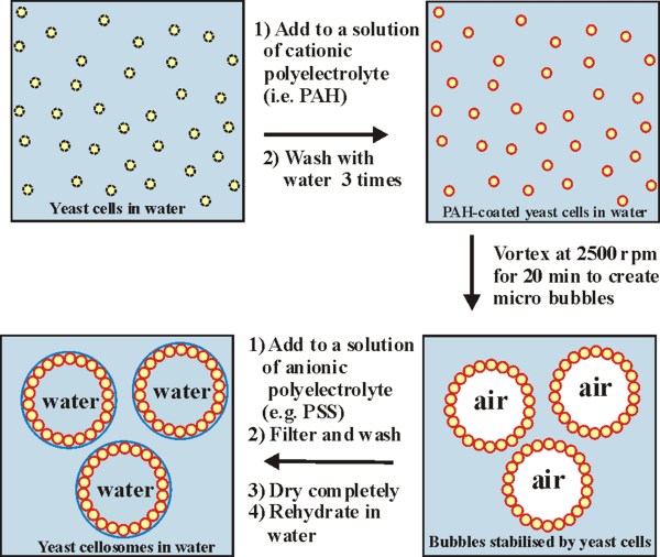 yeast cellosomes schematics