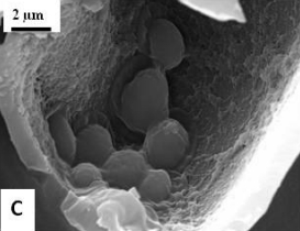 yeast in sporopollenin