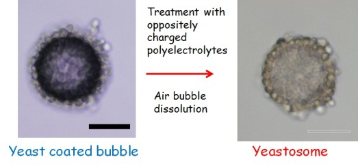 yeastosome formation