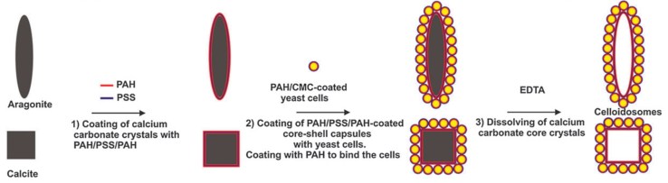 yeastosomes - anisotropic
