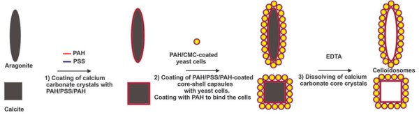 yeastosomes - anisotropic