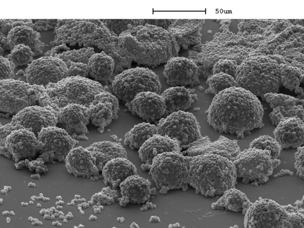 yeastosomes SEM image