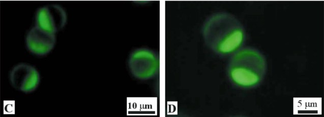 dipolar microparticles2