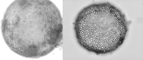 gel core colloidosomes2
