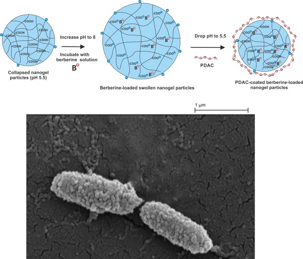 Berberine nanocarriers 1