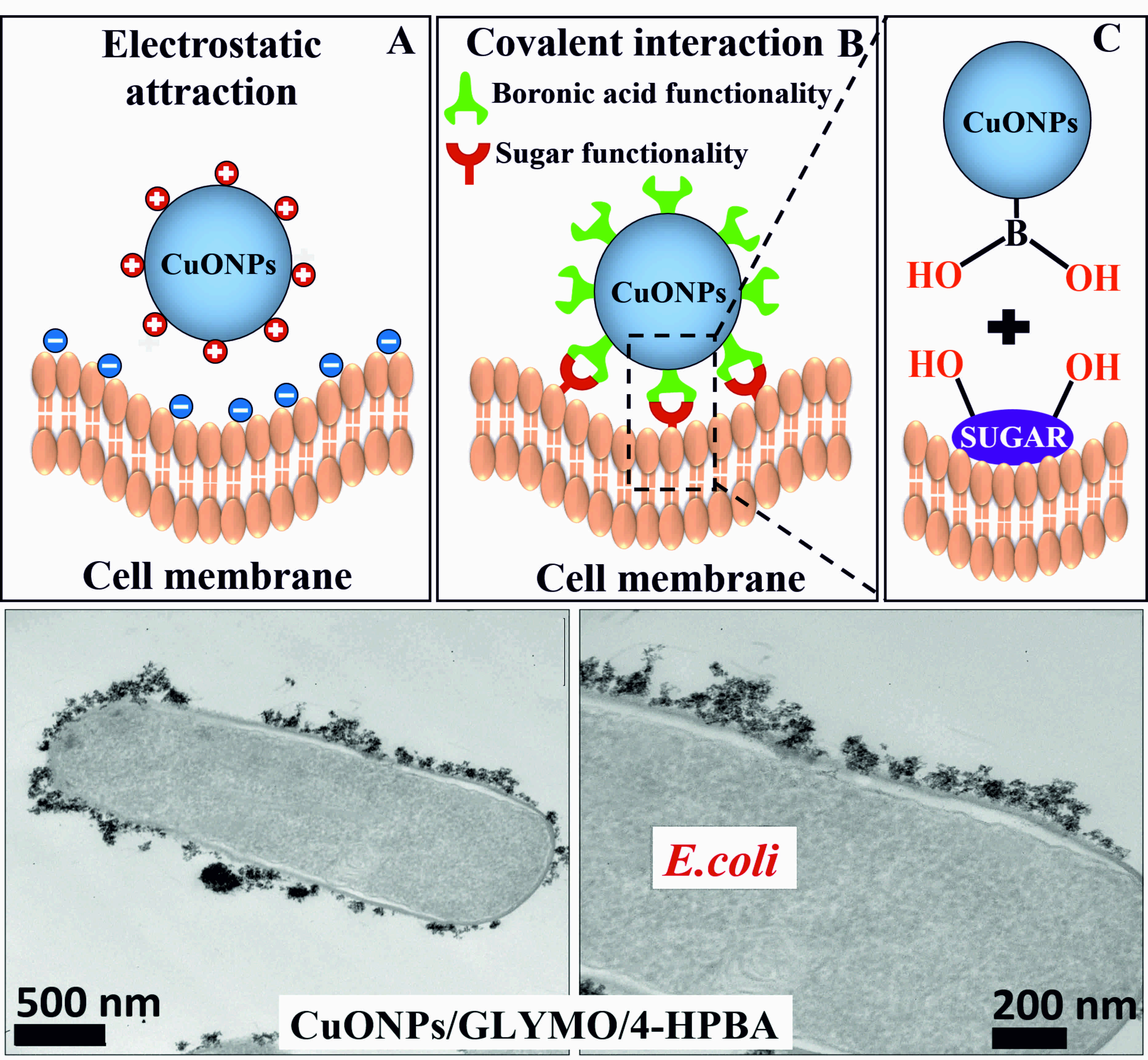 Self-Grafting CuONPs-Fig1