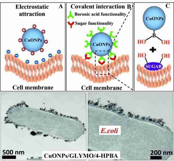 Self-Grafting CuONPs-Fig1