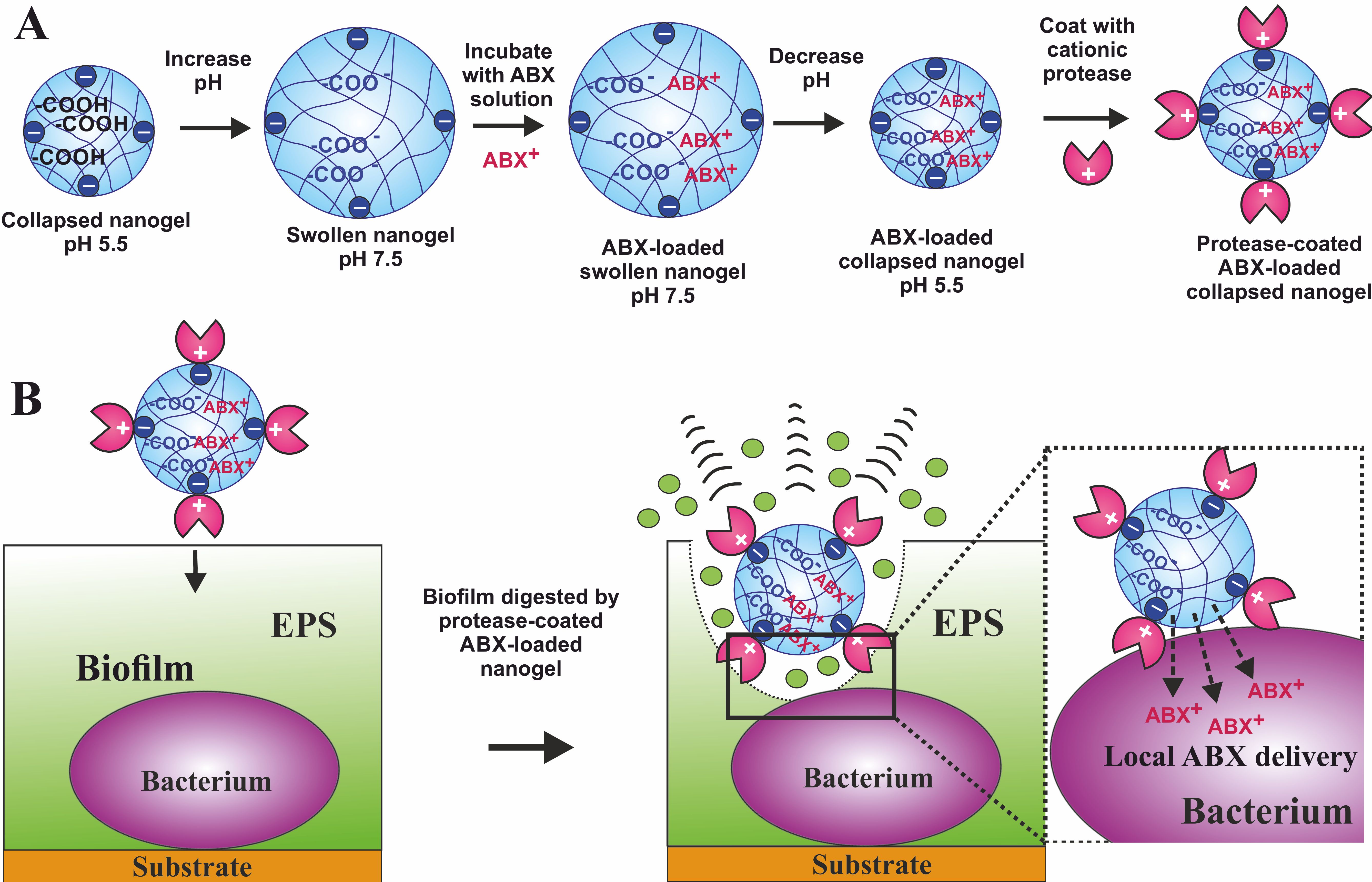 Biofilms paper 2