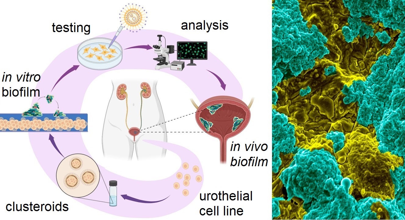 Biomat Sci paper 2021