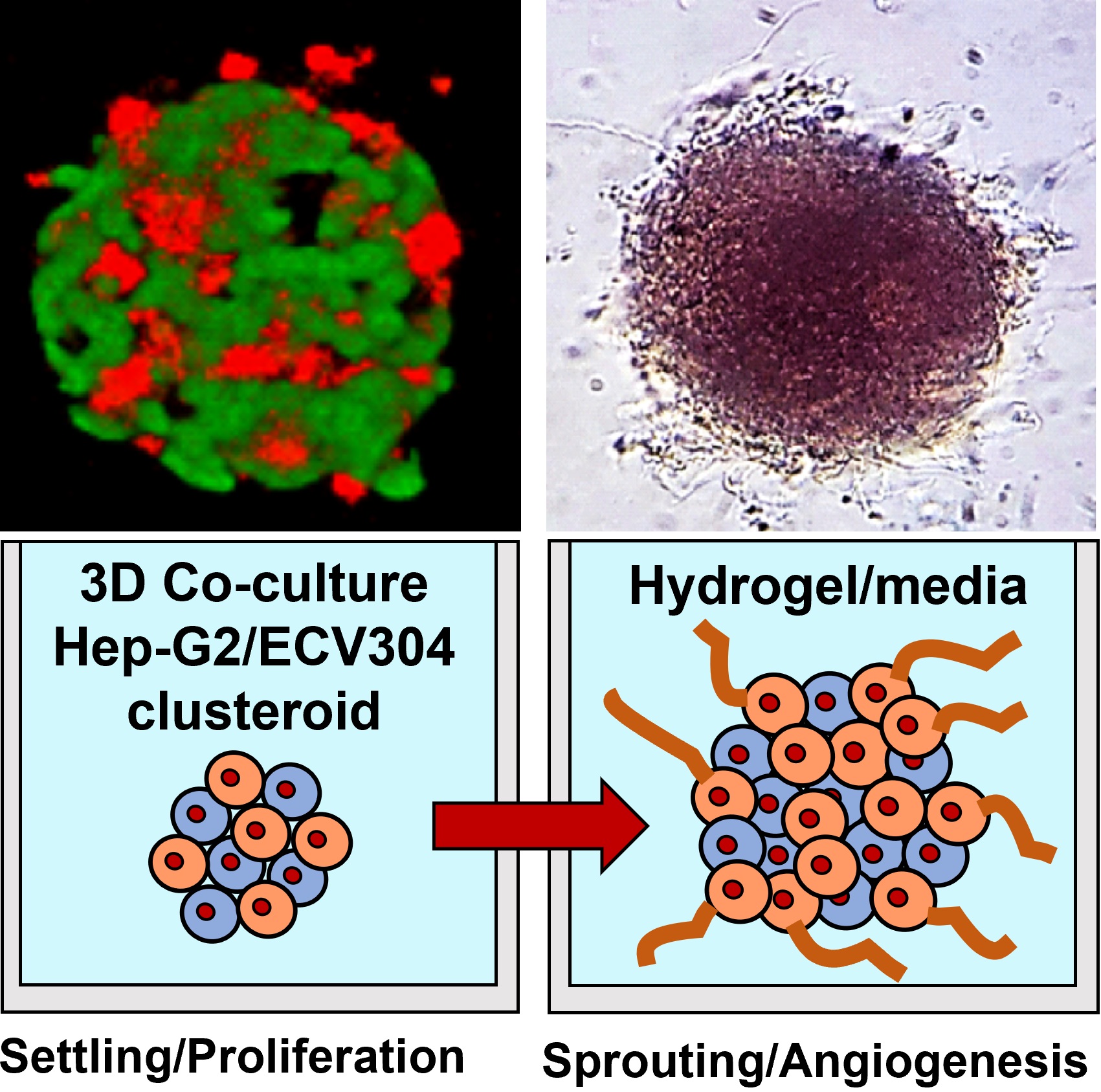 Angiogenesis in Co-culture clusteroids